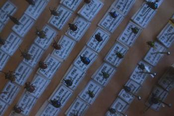 Beetle Collection Beetle Collection