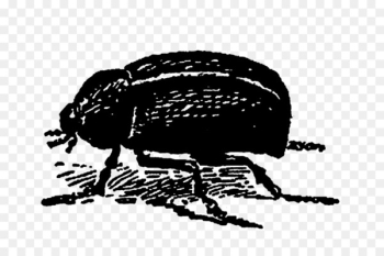Beetle Garden Digital stamp - beetle Beetle Garden Digital stamp - beetle