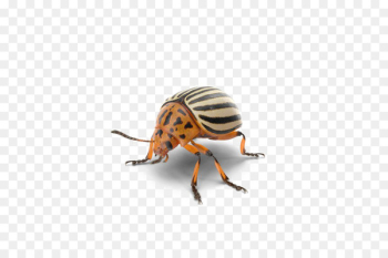 Beetle Weevil Portable Network Graphics Transparency Image - beetle 