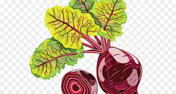 beetroot vegetable cabbage leaf leaf vegetable beetroot vegetable cabbage leaf leaf vegetable