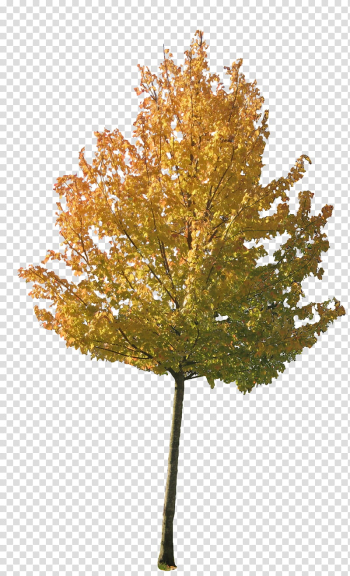 Beginnings of Autumn, yellow tree transparent background PNG clipart