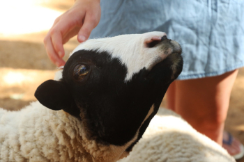 Beige and Black Sheep Beige and Black Sheep