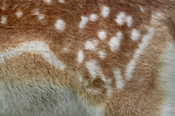 beige and brown animal fur beige and brown animal fur