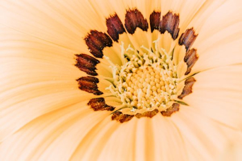 beige and brown petaled flower close up photography beige and brown petaled flower close up photography
