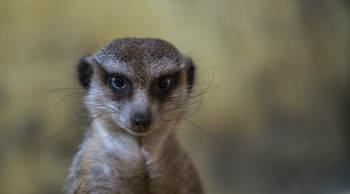 Beige and White Meerkat Beige and White Meerkat