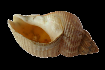 Beige Conch Shell Beige Conch Shell