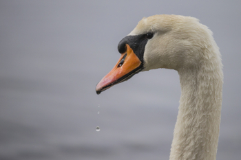 Beige Goose Beige Goose