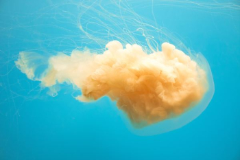 beige jelly fish beige jelly fish