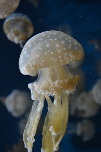 beige jelly fish beige jelly fish