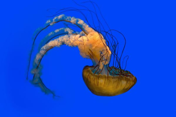 beige jellyfish on blue background beige jellyfish on blue background