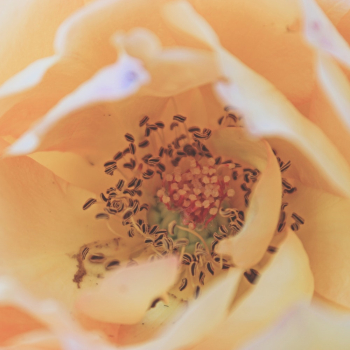 Beige-petaled Flower Beige-petaled Flower