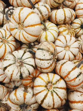 beige pumpkins beige pumpkins