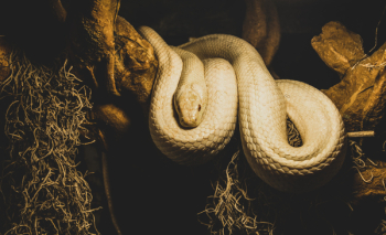 Beige Python on Brown Branch of Tree Beige Python on Brown Branch of Tree