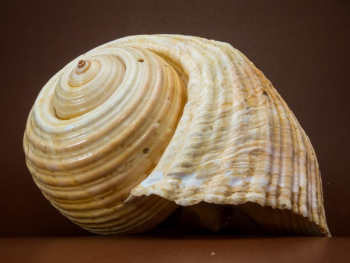 Beige Seashell Beige Seashell