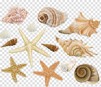 Beige seashells illustration, Seashell Mollusc shell Conch Watercolor painting, seashell transparent background PNG clipart