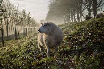 beige sheep beige sheep