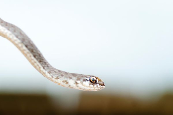 beige snake beige snake