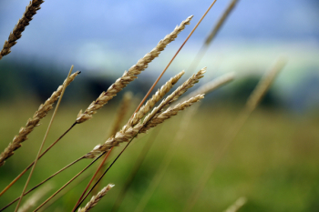 Beige Weeds in a Field of Grass