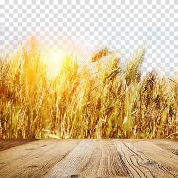 Beige wheat field during daytime, Wheat Fields Gold Banner, Golden wheat field transparent background PNG clipart