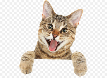Bengal cat British Shorthair Ragdoll Turkish Angora Kitten - Cat tongue 