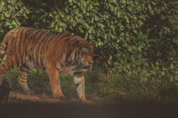 Bengal Tiger Bengal Tiger