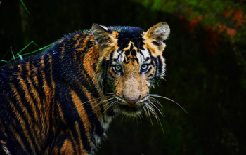 Bengal Tiger Bengal Tiger
