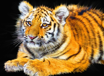 Bengal Tiger Bengal Tiger