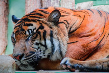 bengal tiger beside brown fence bengal tiger beside brown fence