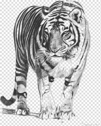 Bengal tiger Drawing , watercolor tiger transparent background PNG clipart Bengal tiger Drawing , watercolor tiger transparent background PNG clipart