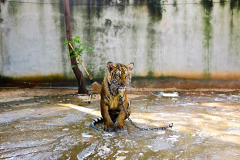 Bengal tiger inside area with water Bengal tiger inside area with water