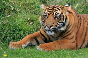 Bengal Tiger Laying in Green Grass at Daytime