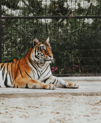 Bengal tiger laying on ground Bengal tiger laying on ground