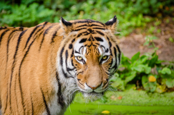 Bengal Tiger on Green Grass Bengal Tiger on Green Grass