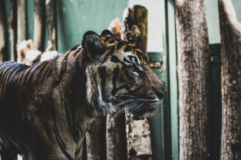 Bengal Tiger Standing Near Wooden Logs Bengal Tiger Standing Near Wooden Logs