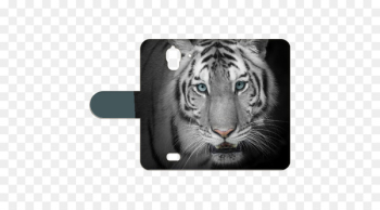 Bengal tiger Video Stock photography White tiger - huawei y360 