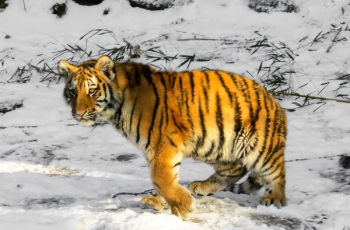 Bengal Tiger Walking Along Snow-covered Field Bengal Tiger Walking Along Snow-covered Field