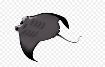 Benthic zone Manta ray Animal Marine biology - ray Benthic zone Manta ray Animal Marine biology - ray