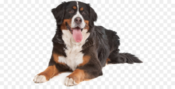 Bernese Mountain Dog Puppy Bullmastiff English Cocker Spaniel Boxer - puppy 