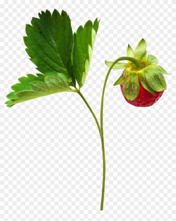 Berry Clip Art - Berry Clip Art Berry Clip Art - Berry Clip Art