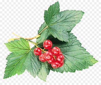 berry plant leaf flower flowering plant berry plant leaf flower flowering plant
