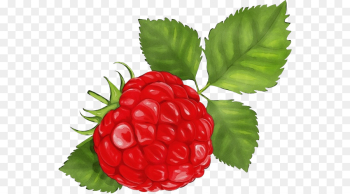 berry raspberry rubus west indian raspberry fruit