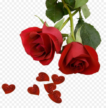 Best Roses Screensaver Wallpaper - Rose Photos Best Roses Screensaver Wallpaper - Rose Photos