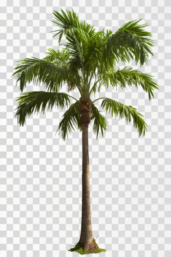 betel palm tree, png transparent background