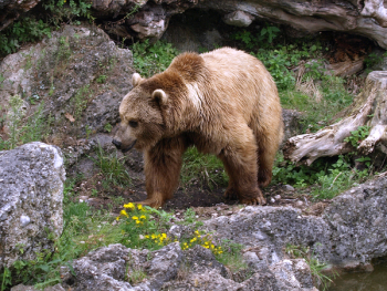 big bear.jpg big bear.jpg