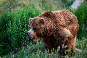 Big Brown Bear Big Brown Bear