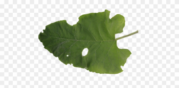 Big Green Damaged Burdock Leaf Autumn Eaten Old Bush - Eaten Leaf Big Green Damaged Burdock Leaf Autumn Eaten Old Bush - Eaten Leaf