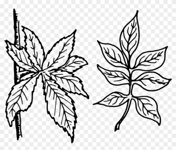 Big Image - Compound Leaf Clipart Black And White