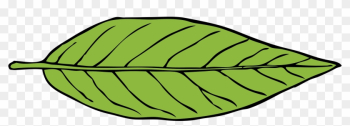 Big Image - Lanceolate Leaf