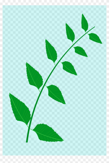 Big Image - Neem Tree Leaves Clip Art