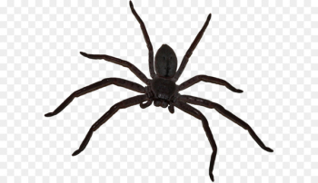 Big spider Big spider